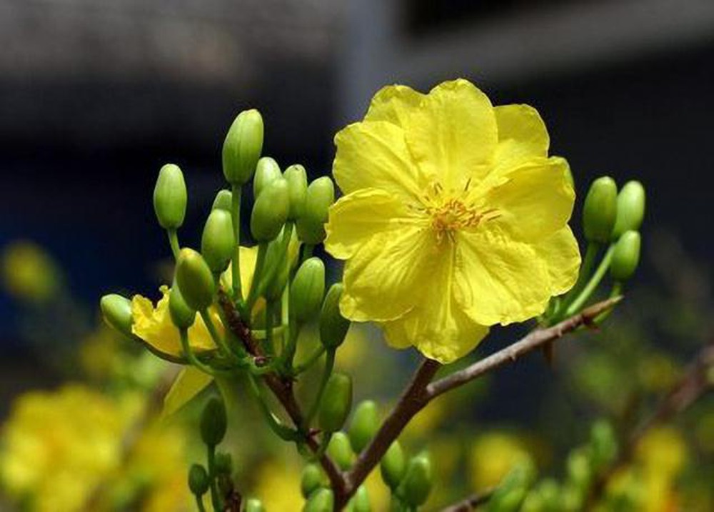 BÍ QUYẾT ĐỂ HOA MAI VÀNG NỞ ĐÚNG DỊP TẾT