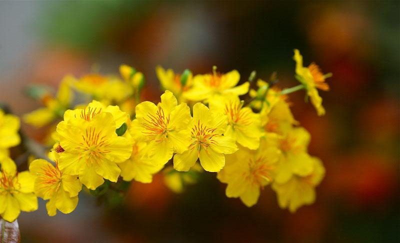 Cách kích nụ cây hoa mai vàng cho hoa nở to đều vào dịp tết