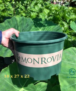 Chậu Monrovia mẫu lùn