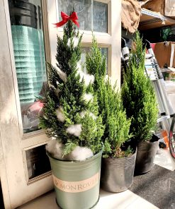 Tùng sơn chậu Monrovia