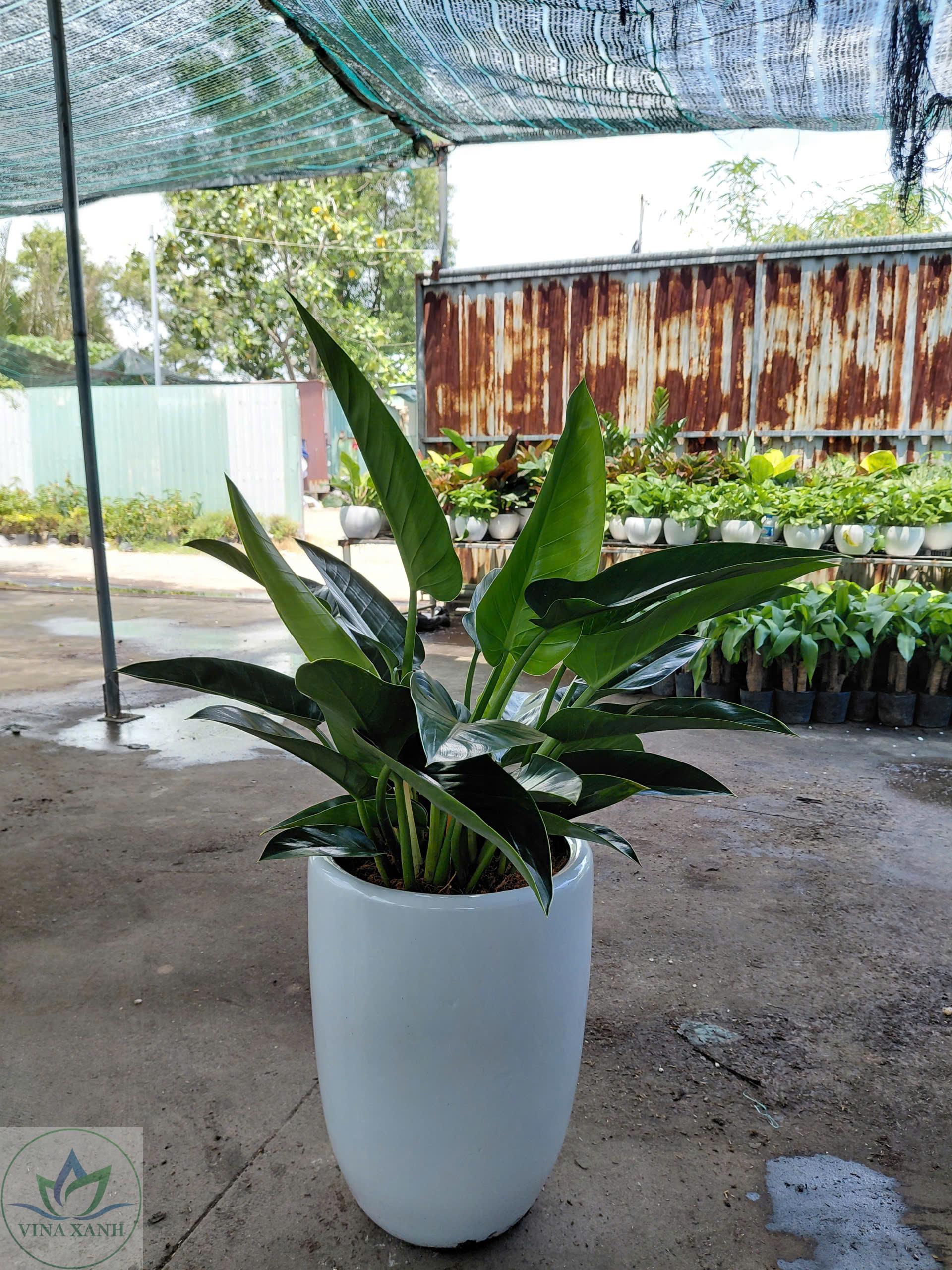 de-vuong-chau-su-trang