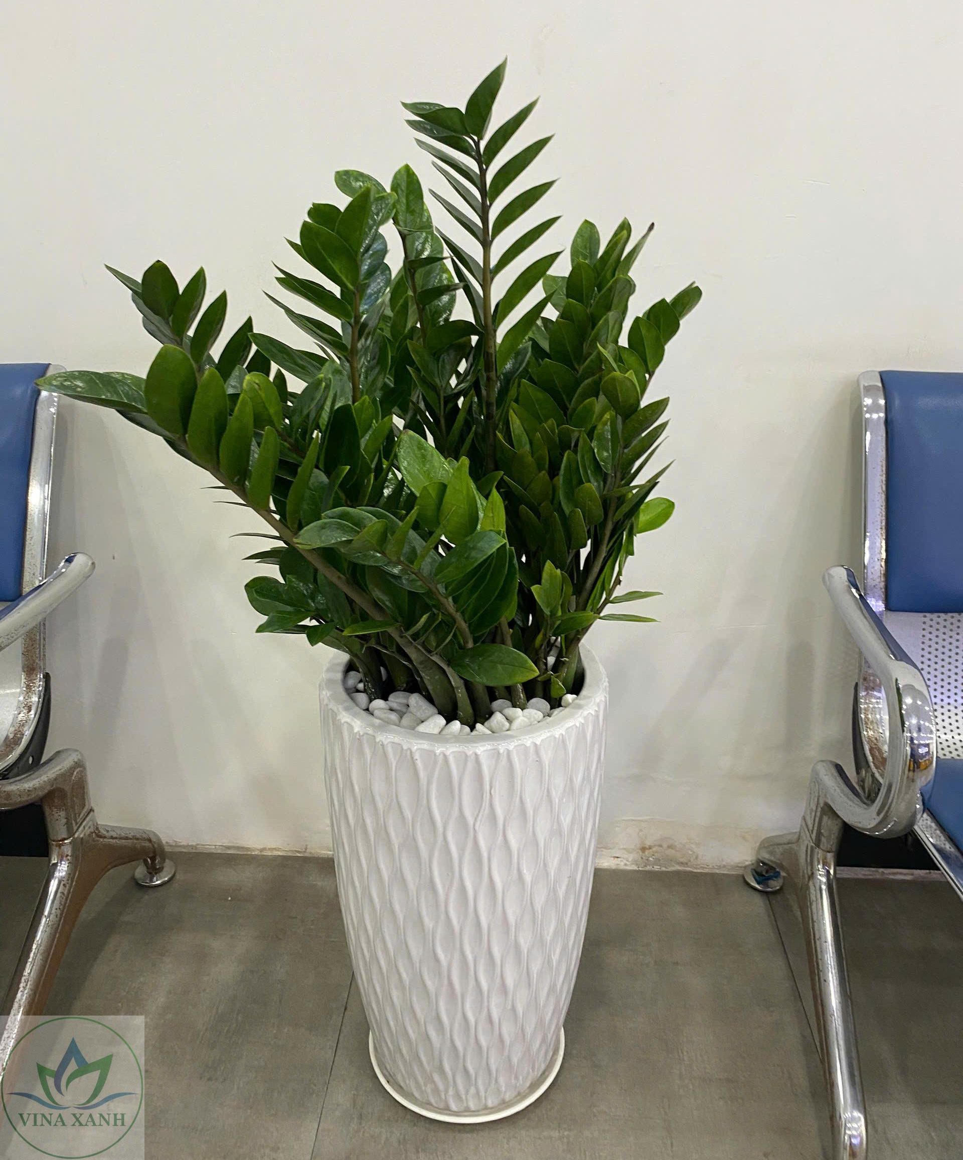 kim-tien-chau-su-trang