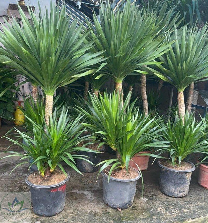 phat-tai-nui-hai-tang