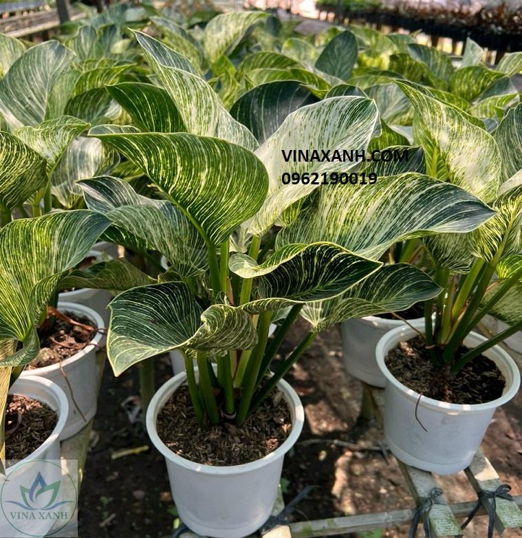 trau-ba-de-vuong-kim-cuong-vinaxanh