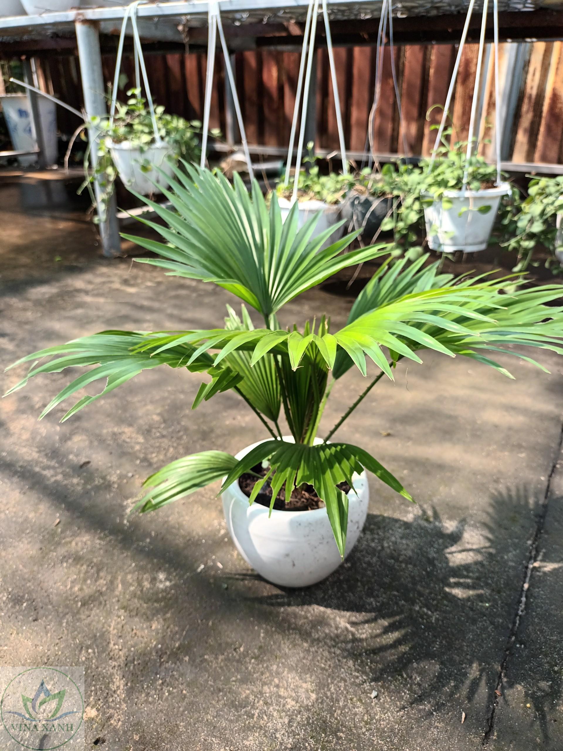 Co-ta-chau-su-vinaxanh