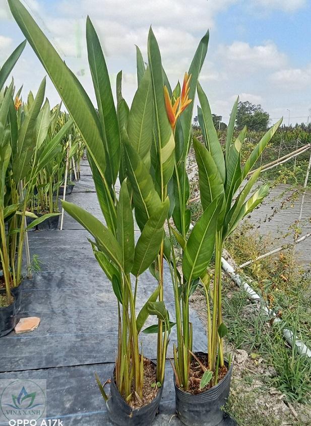 chuoi-mo-ket-xanh-tphcm