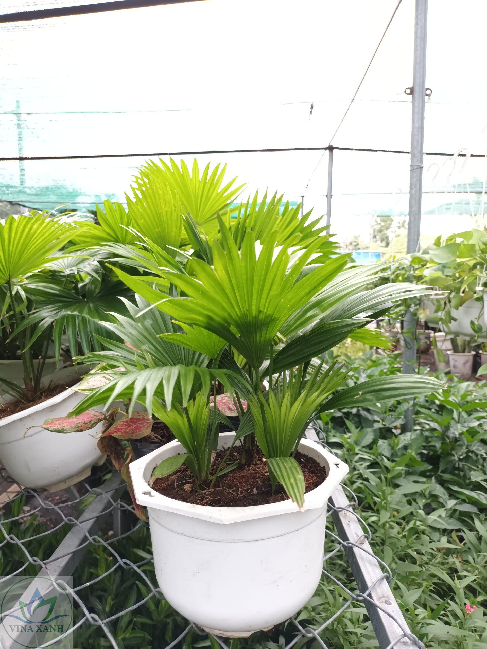 co-ta-chau-nhua-vinaxanh