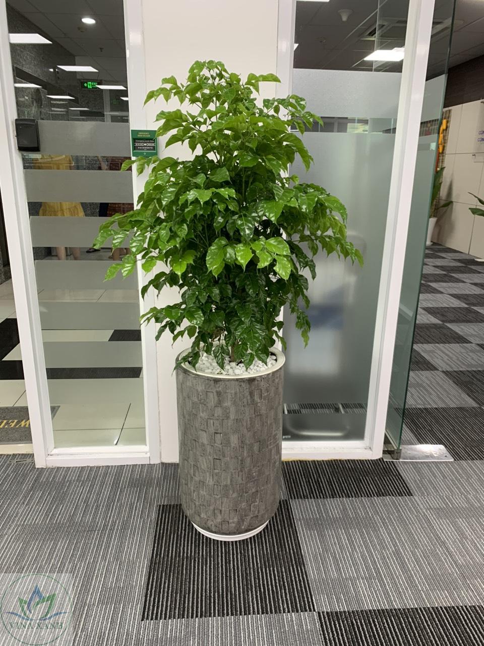 hanh-phũ-chau-xi-mang