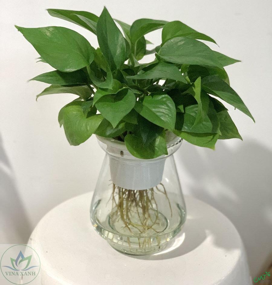 Đơn vị bán cây cảnh trong nhà TPHCM uy tín