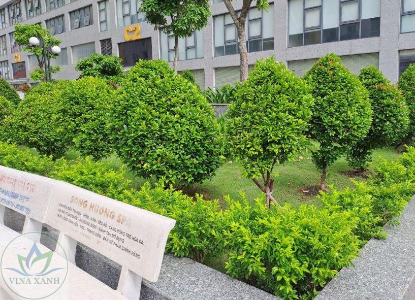 Dịch vụ bảo dưỡng cây xanh tại Thủ Đức uy tín