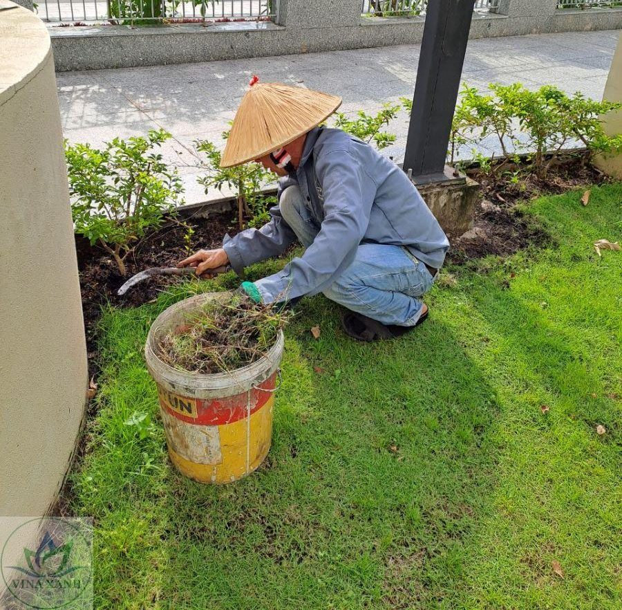 Chăm sóc sân vườn tại TPHCM