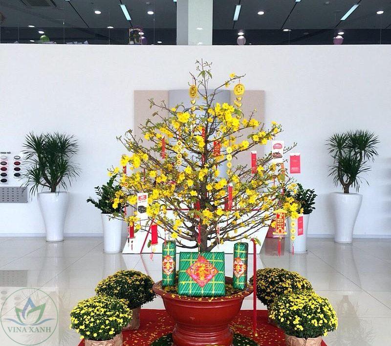 cho-thue-cay-mai-tet-tai-thu-duc