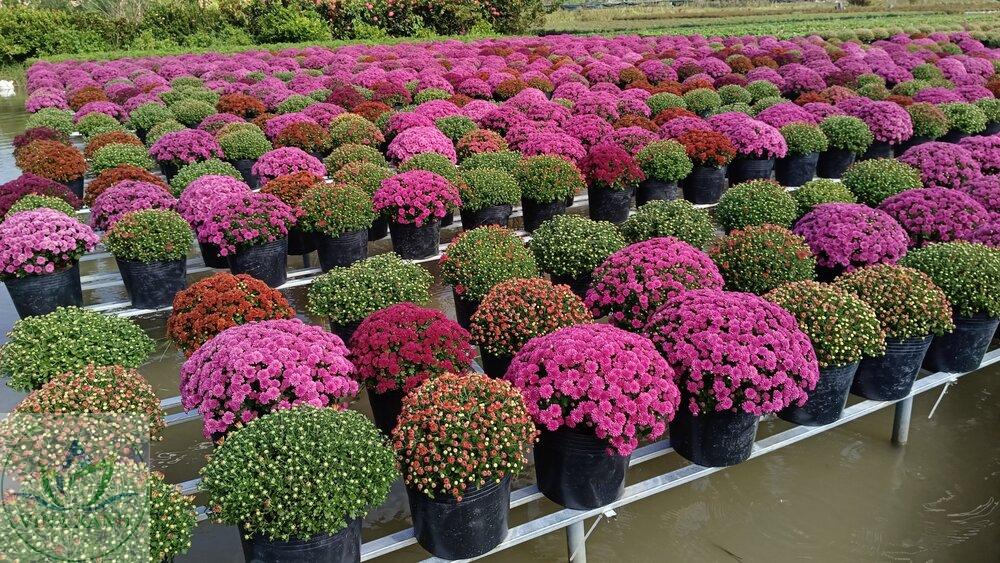 cuc-mam-xoi-han-quoc-vnx