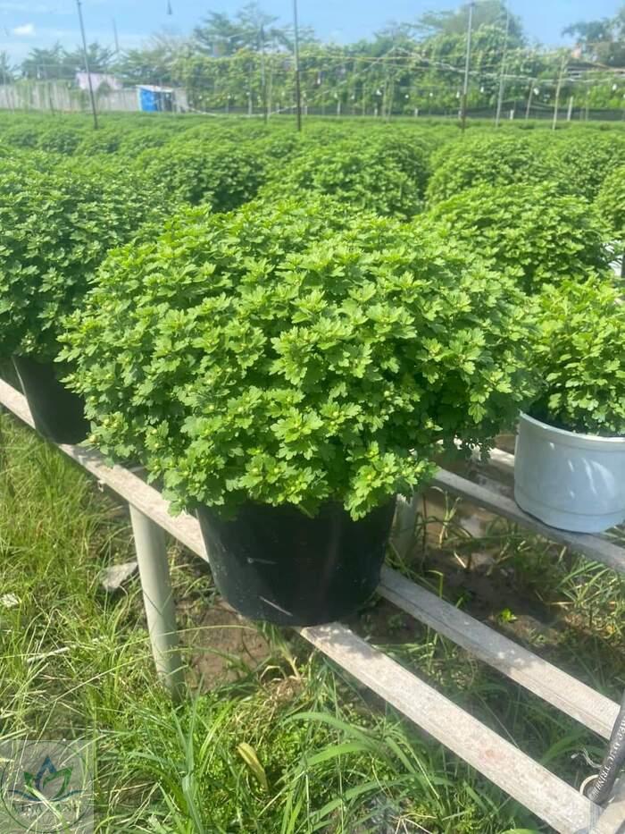 cuc-mam-xoi-han-quoc