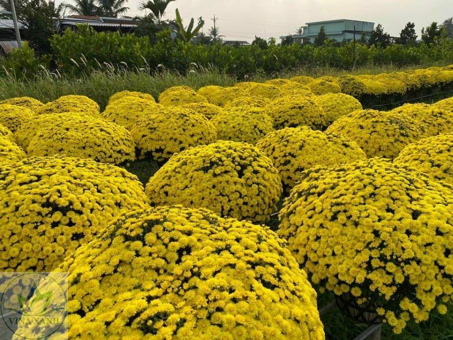 Đơn vị cung cấp cúc mâm xôi tại TPHCM đẹp, giá rẻ