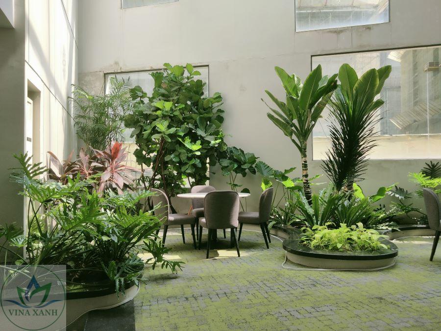 Dịch vụ cây xanh tại Thủ Đức giá rẻ chất lượng