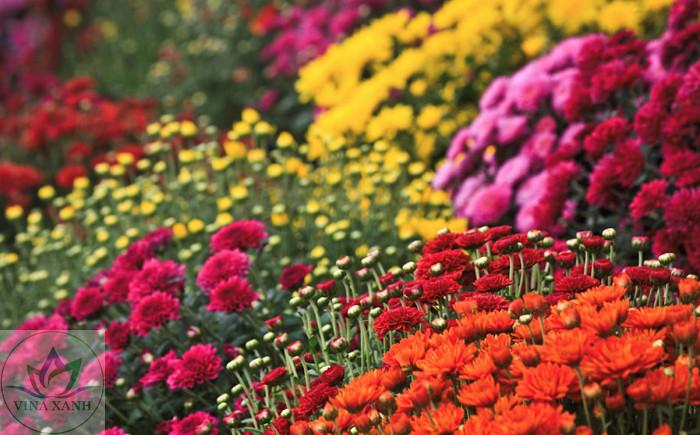 mam-xoi-han-quoc-vnx