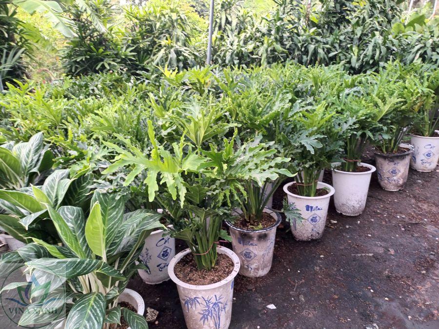 Nơi mua bán cây xanh tại Thủ Đức uy tín