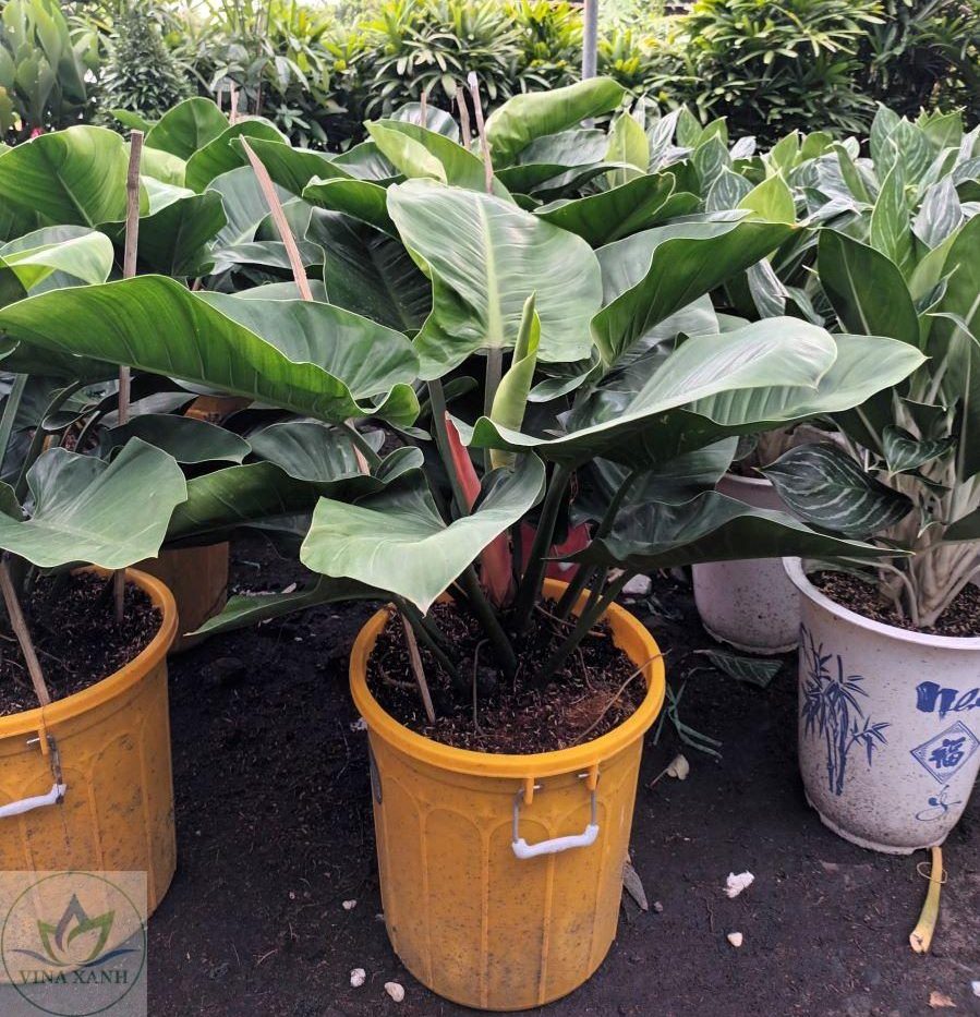 Mua bán cây xanh TPHCM