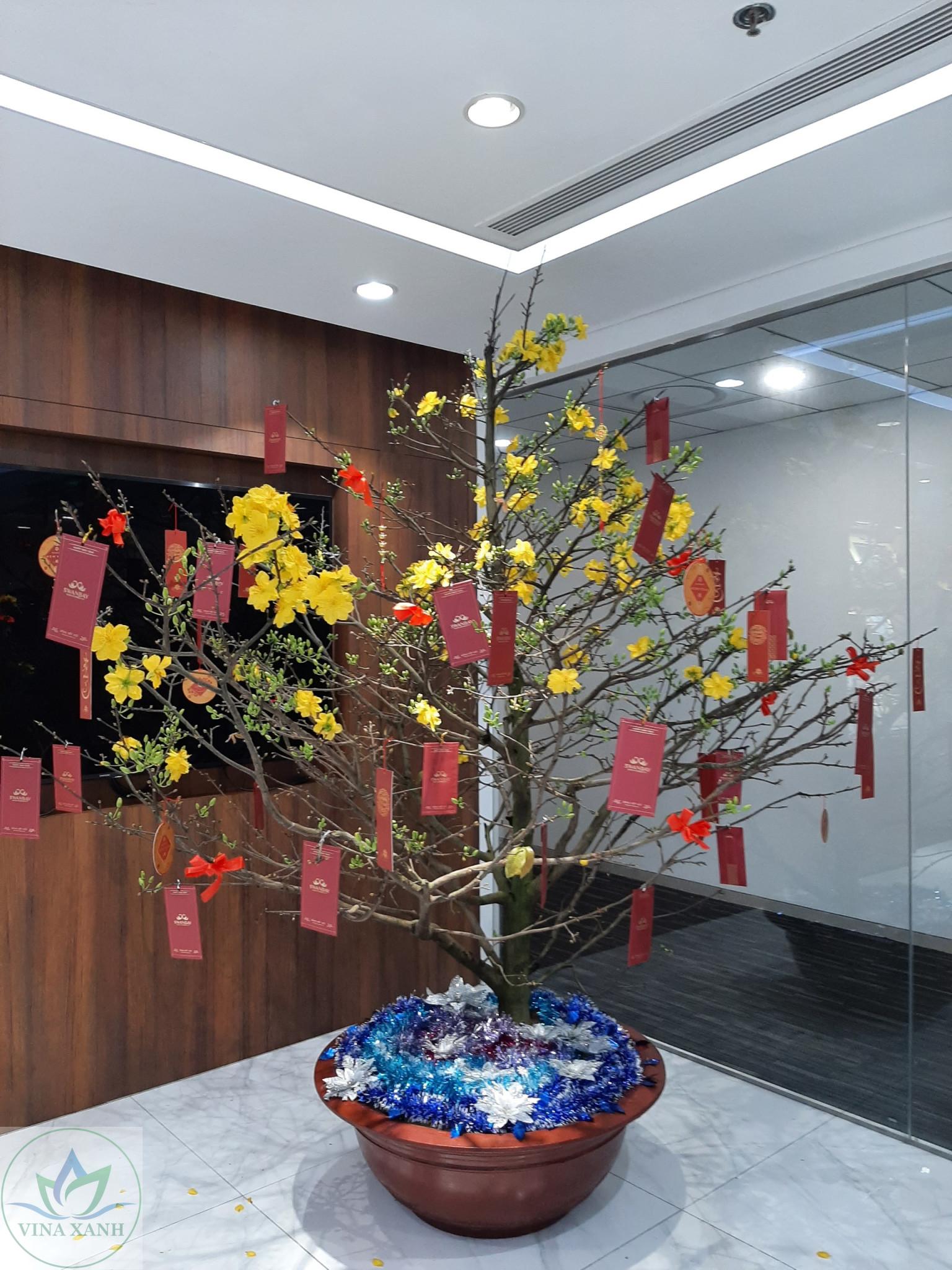 Dịch vụ cho thuê cây mai tết tại Bình Thạnh