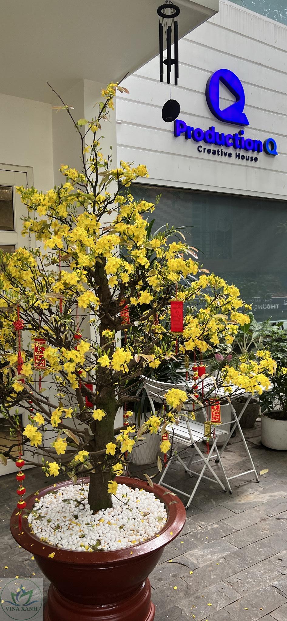 Cho thuê cây mai tết tại quận 1