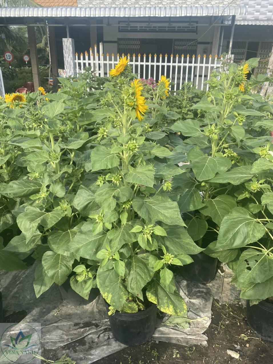 huong-duong-vinaxanh