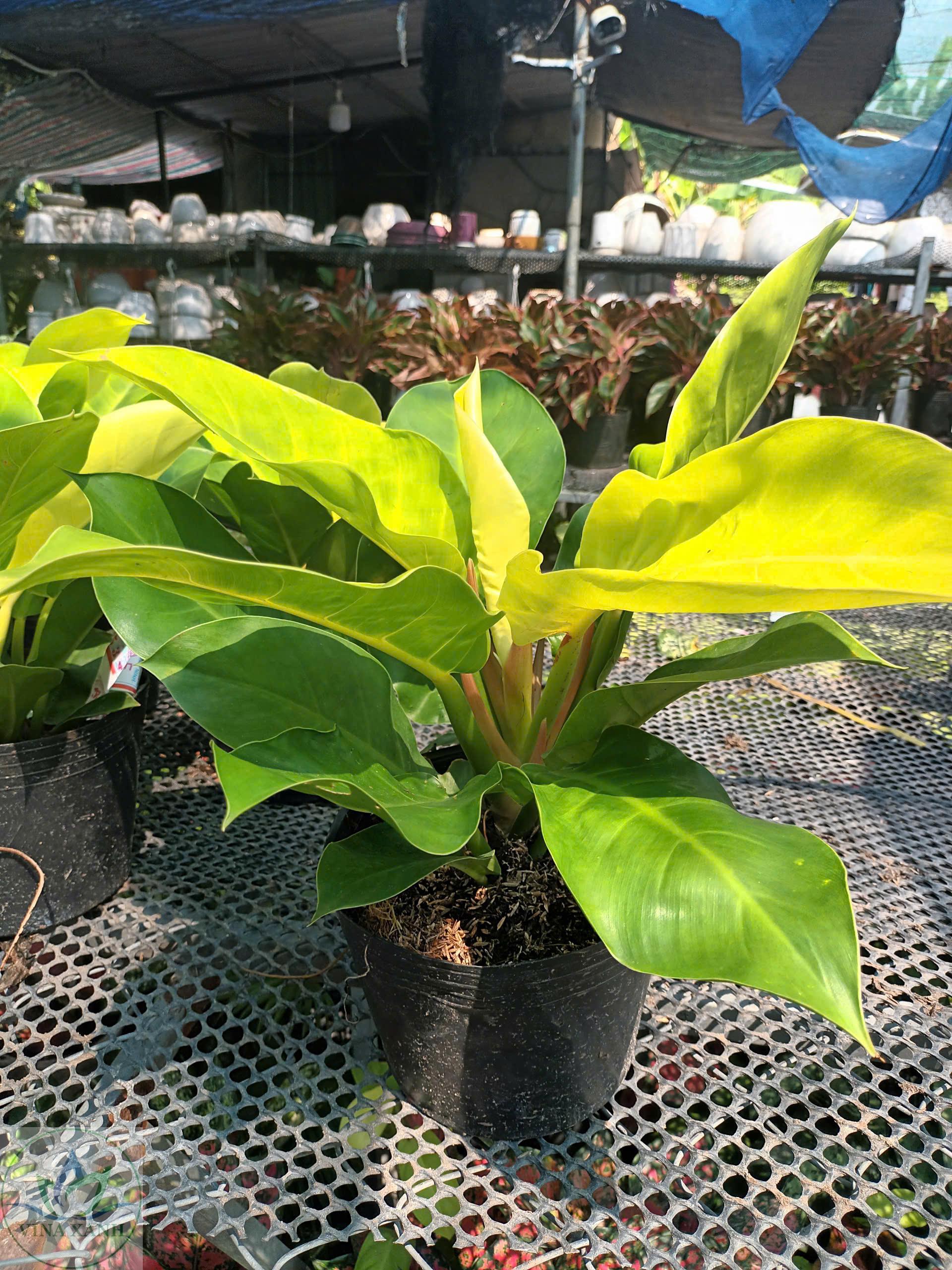 De-vuong-vang-c9-35-SD-vinaxanh