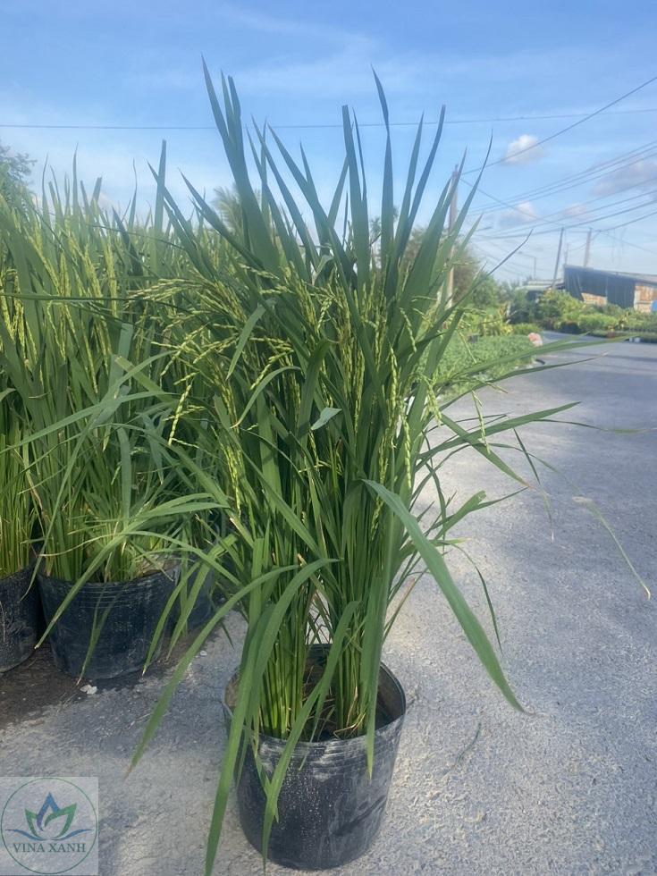 cay-lua-trang-trí-tet