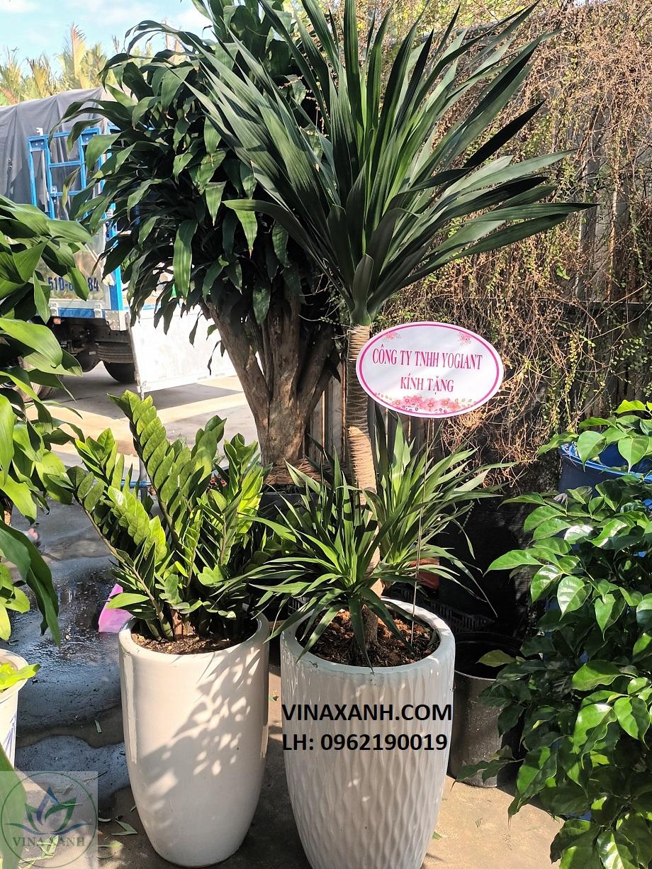 chau-phat-tai-nui-tang-khai-truong