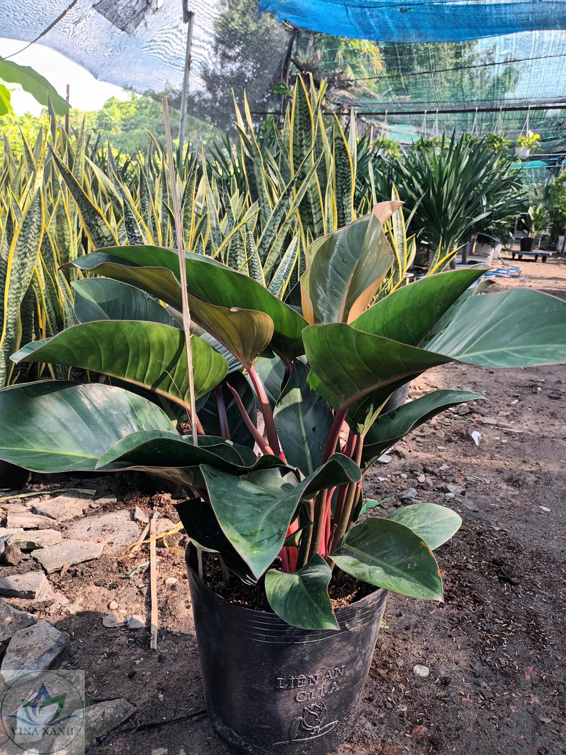 de-vuong-do-vinaxanh