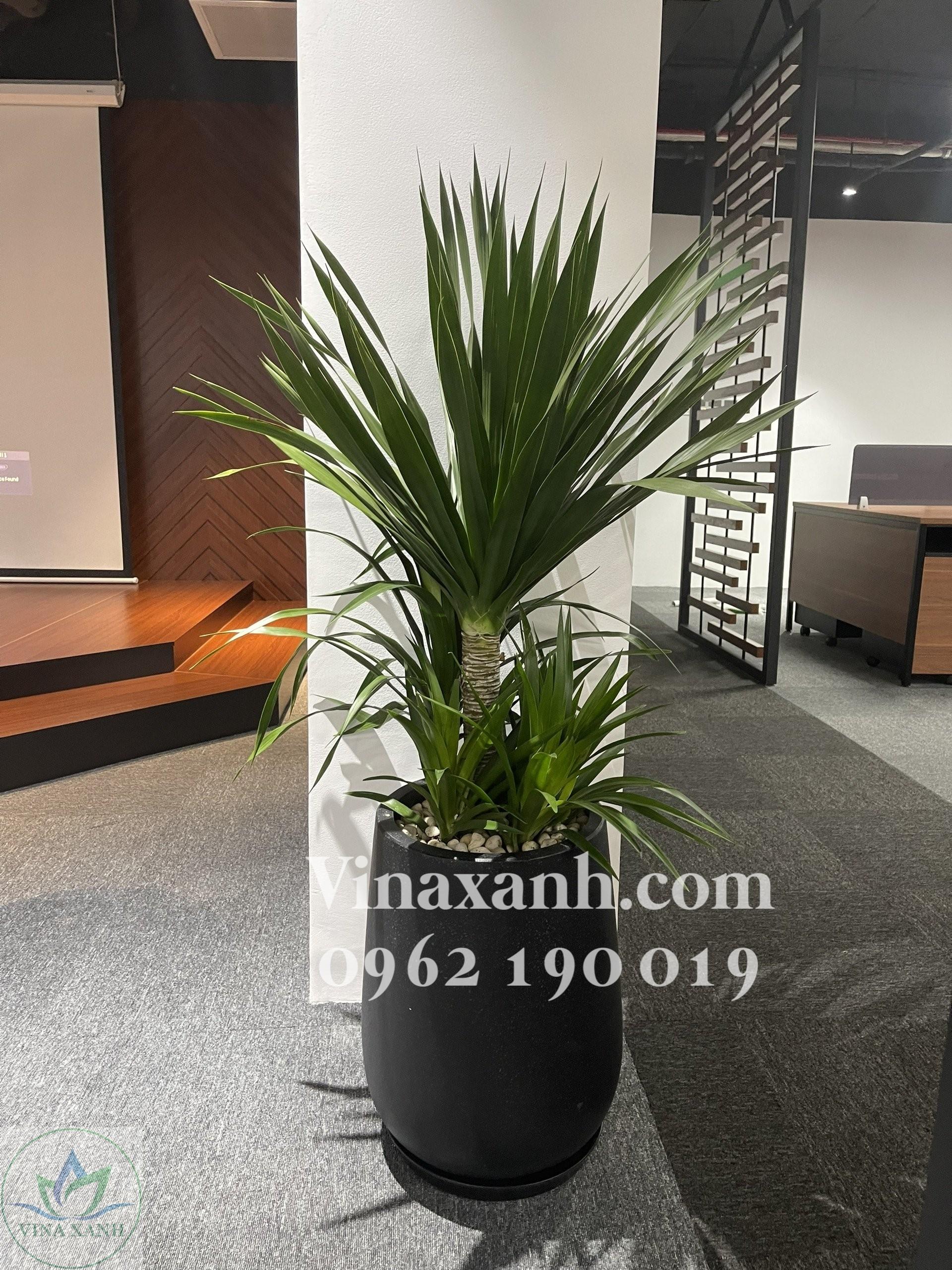 phat-tai-nui-chau-da-mai