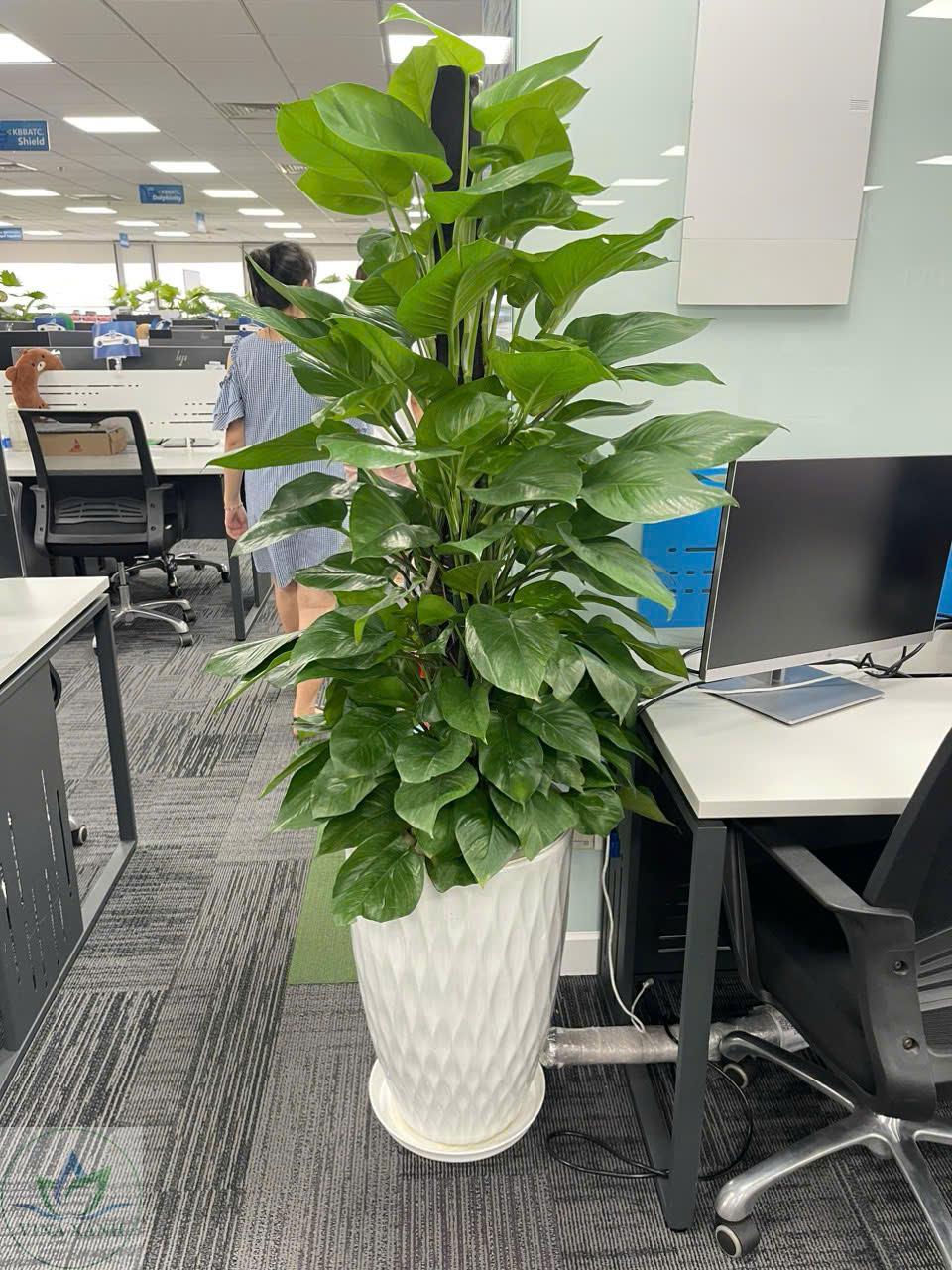 trau-ba-cot-chau-su-trang