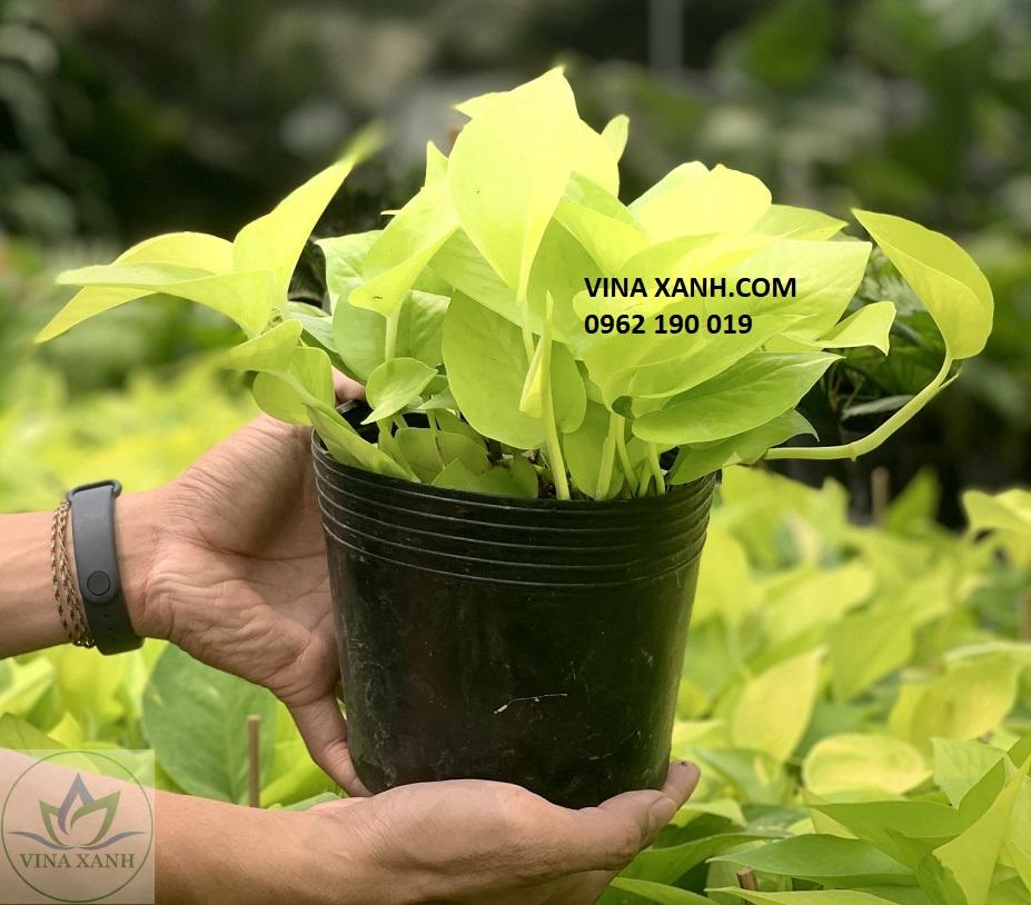 trau-ba-vang-thai-vinaxanh