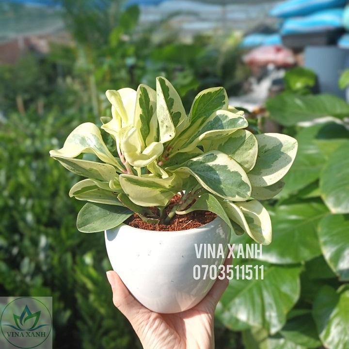 truong-sinh-mini-vnx