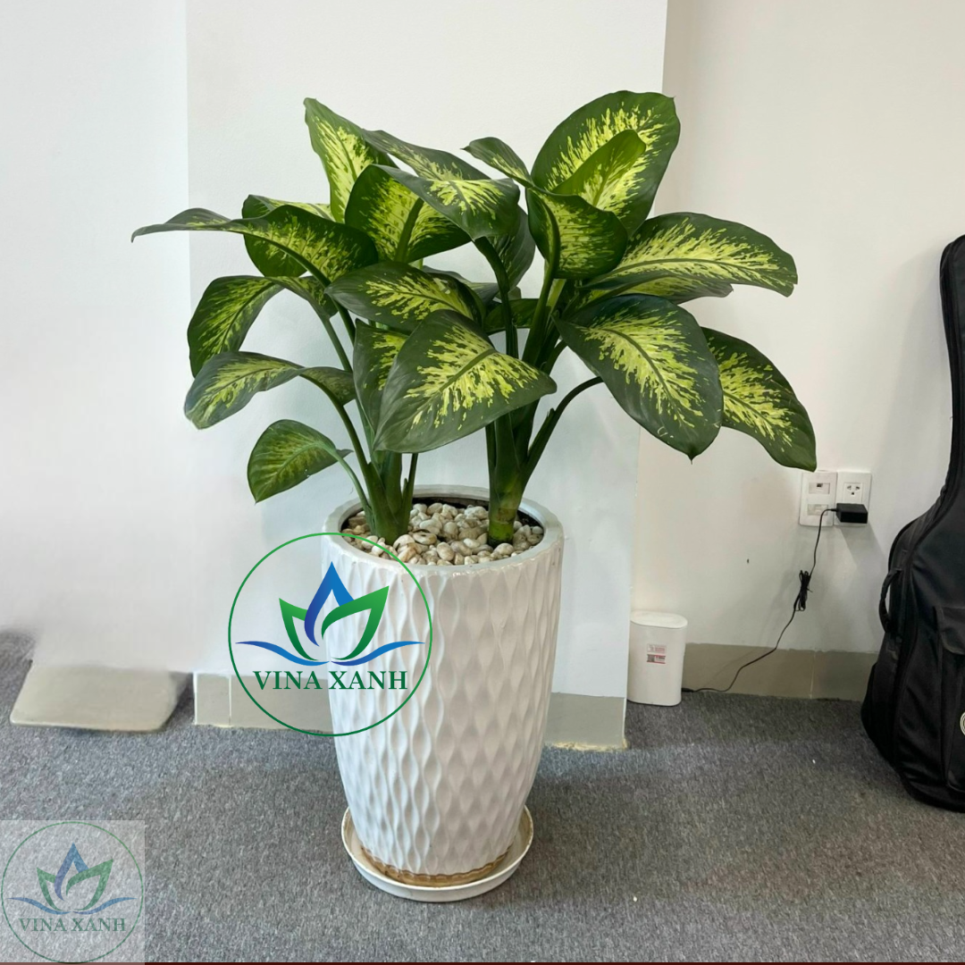 van-nien-thanh-vinaxanh