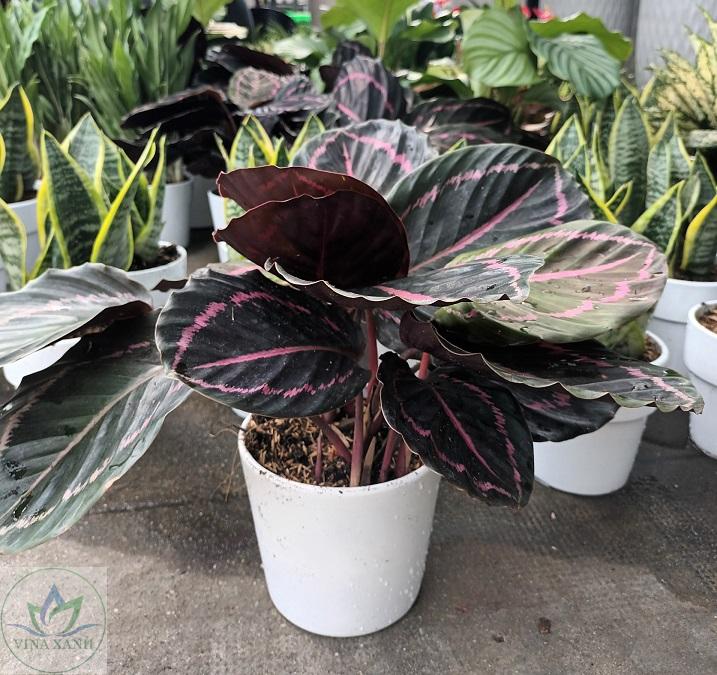 duoi-cong-tim-chau-de-ban