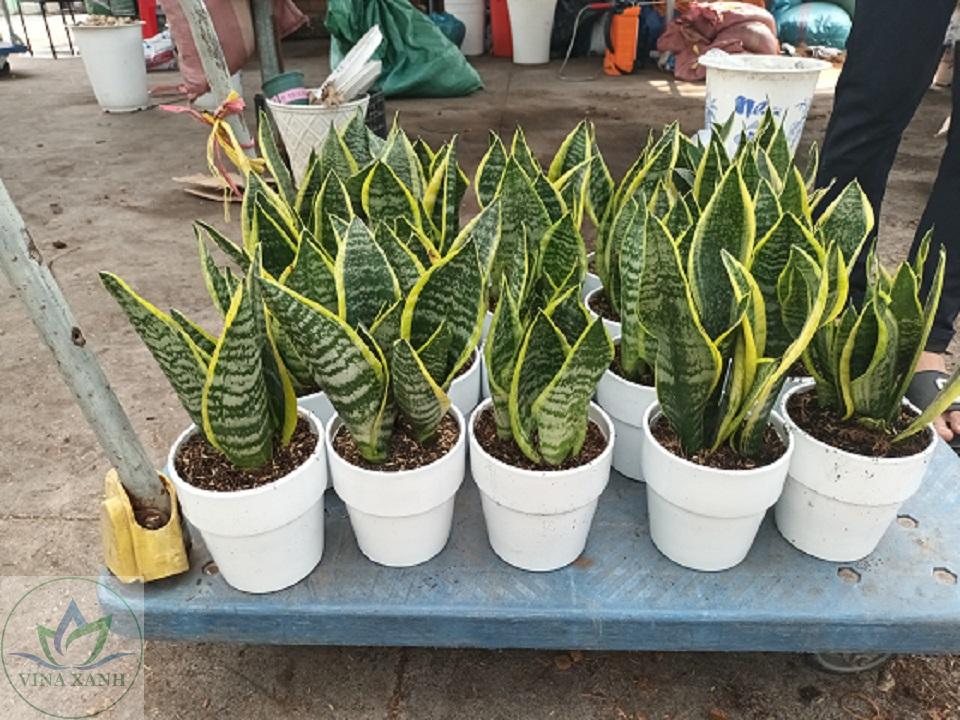 luoi-ho-nho-lam-qua-tang