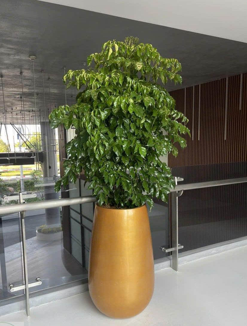 hanh-phuc-chau-composite