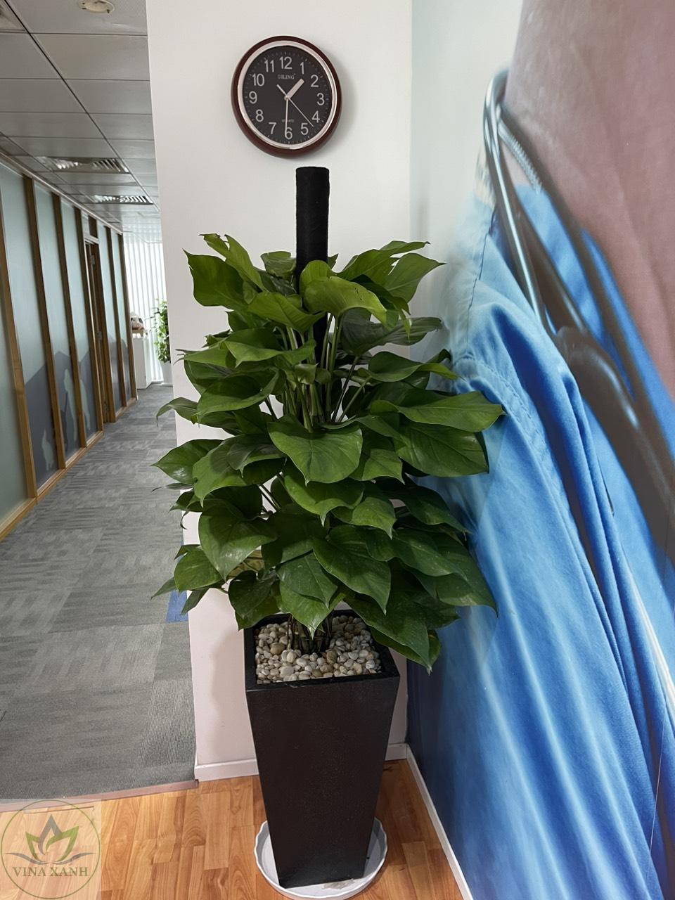 trau-bat-cot-chau-vat