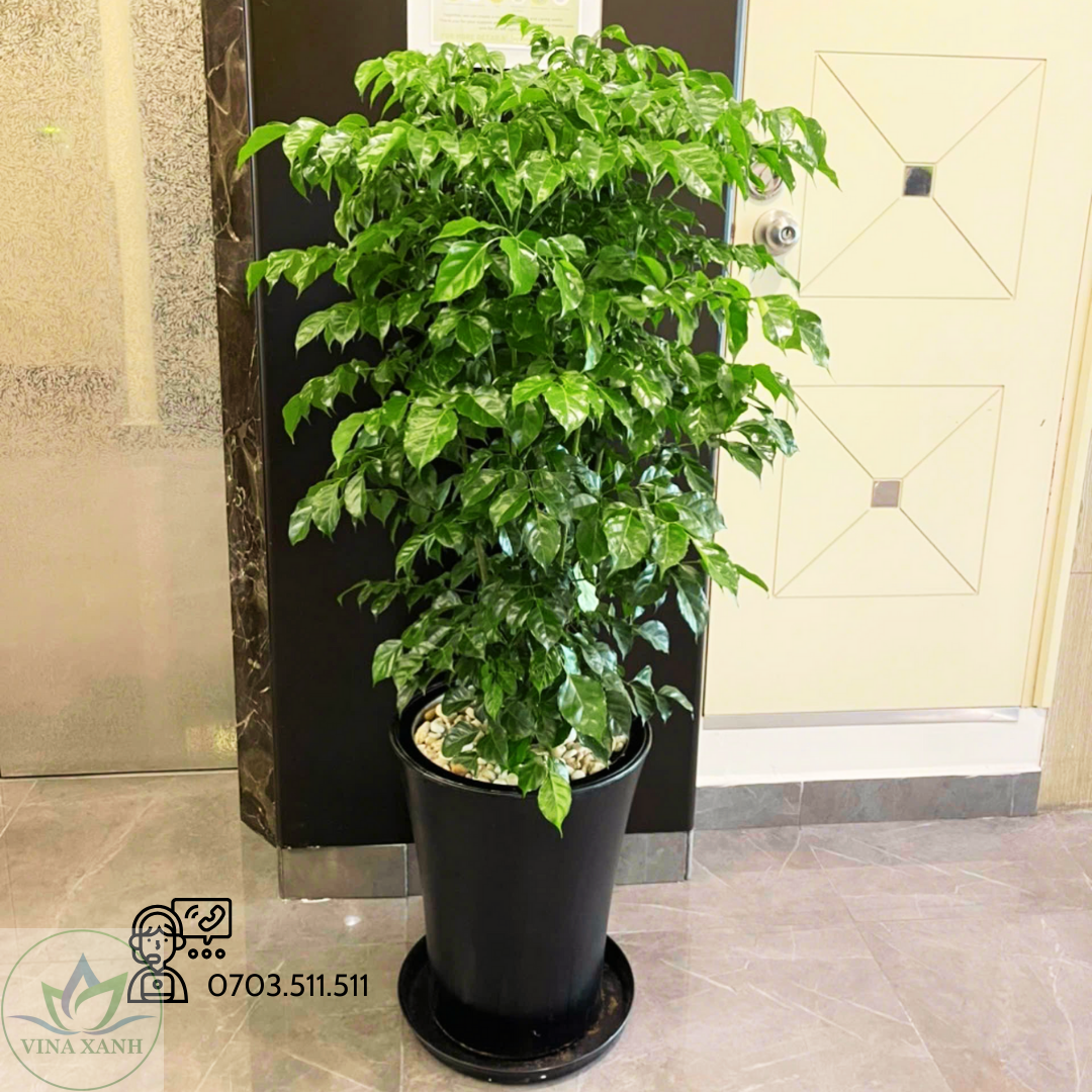 Hanh-phuc-chau-san-den