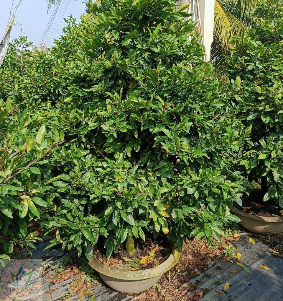 cho thuê mai tết tại Quận 5