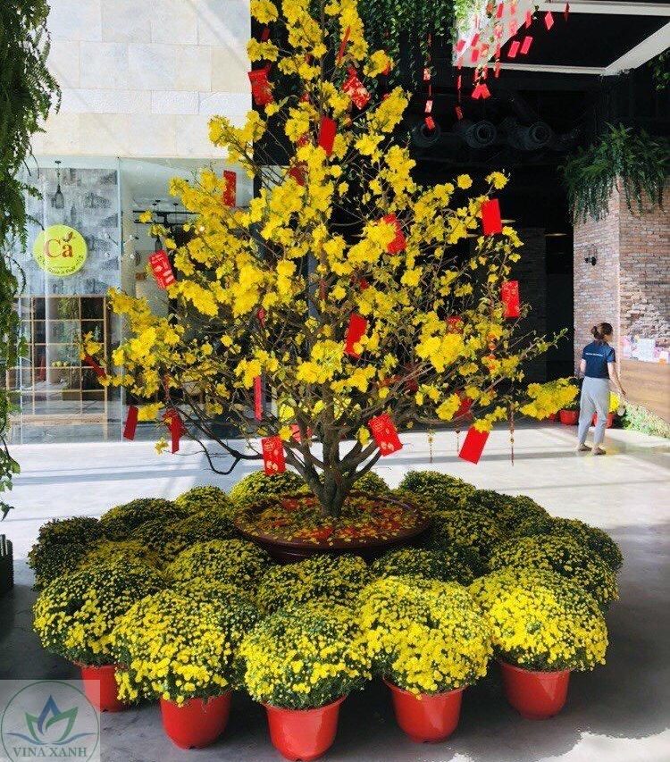 cho thuê mai tết tại Quận 6