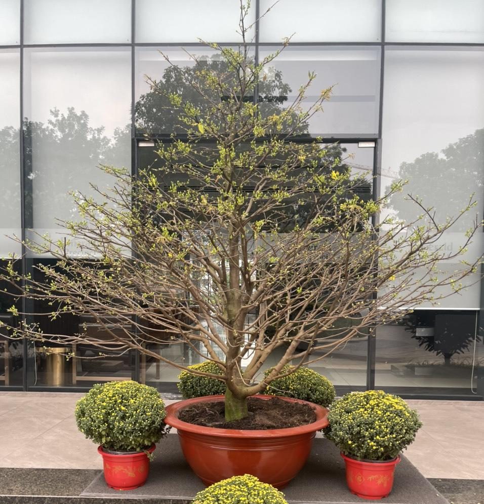 cho thuê mai tết tại Quận 7