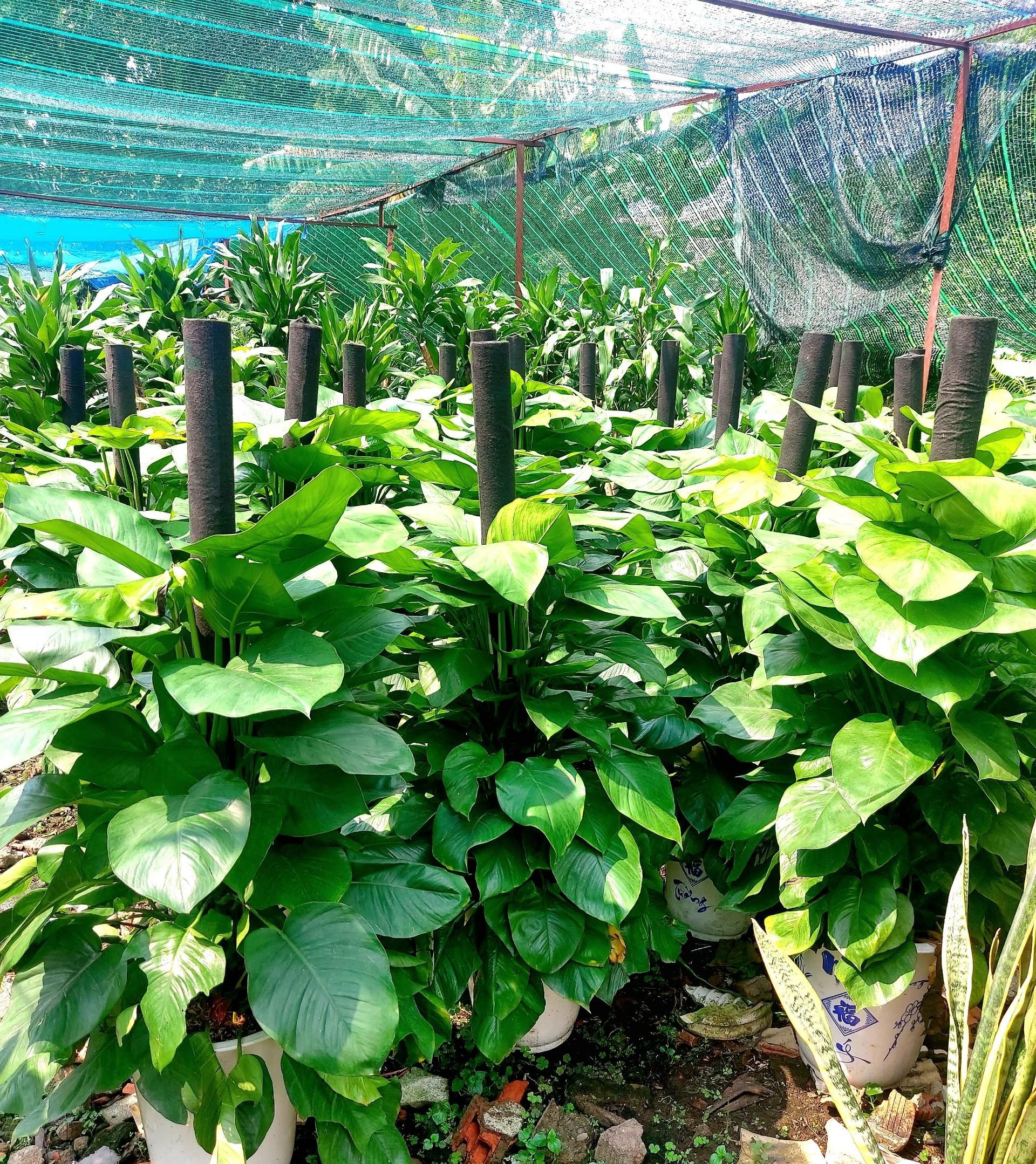 cung cấp cây xanh tại Gò Vấp