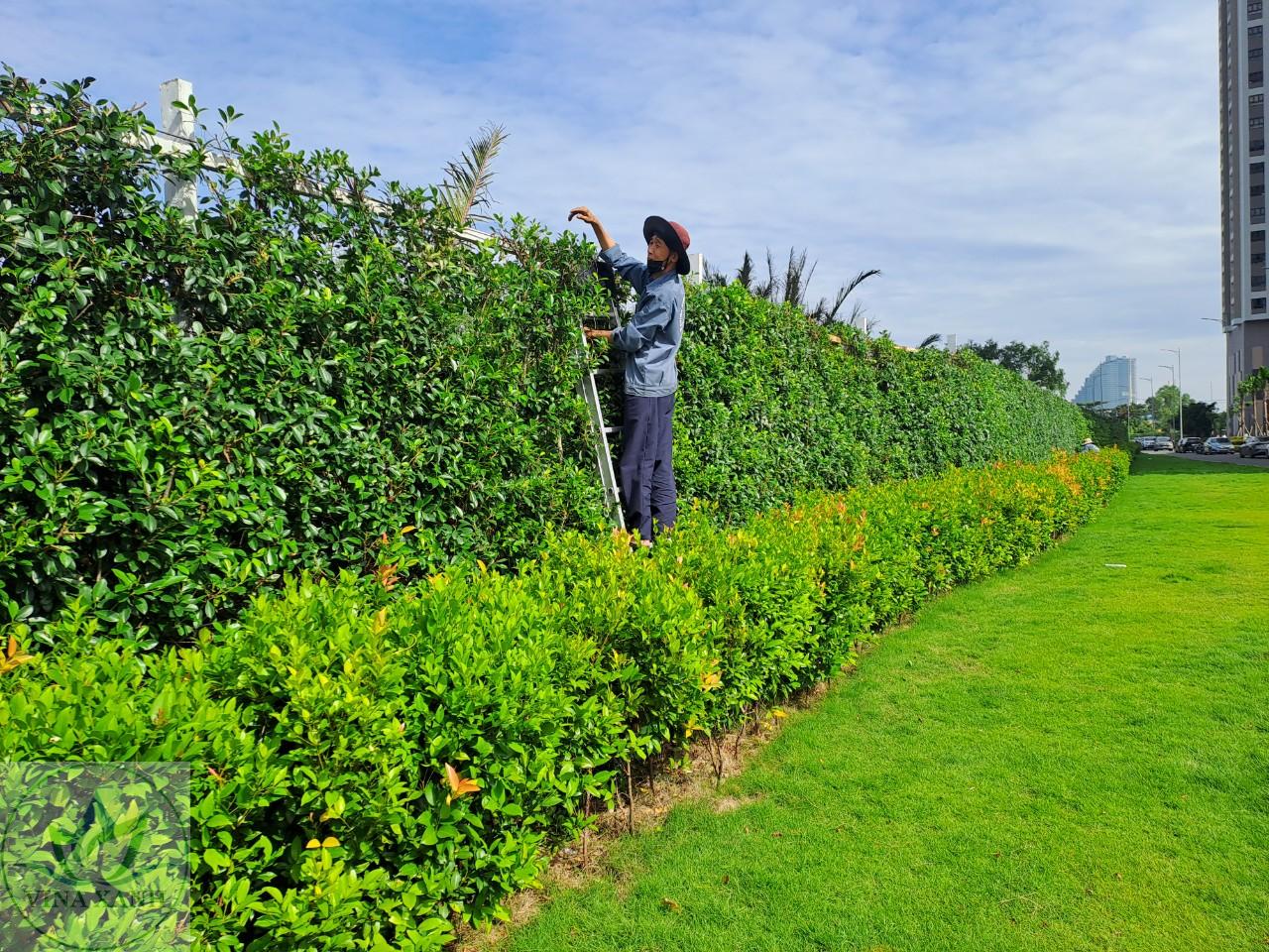 chăm sóc cây xanh tại Gò Vấp