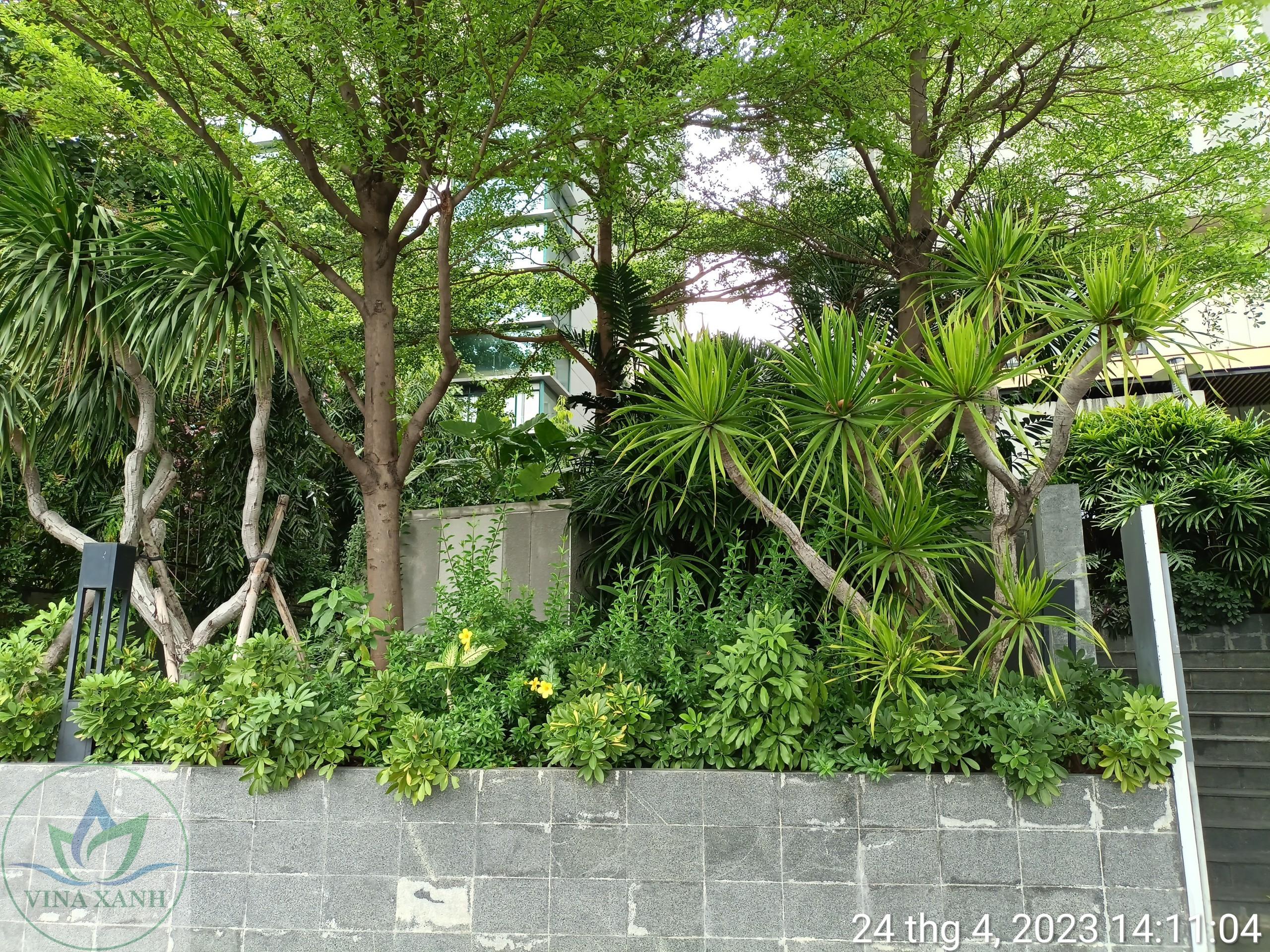 chăm sóc sân vườn tại Gò Vấp