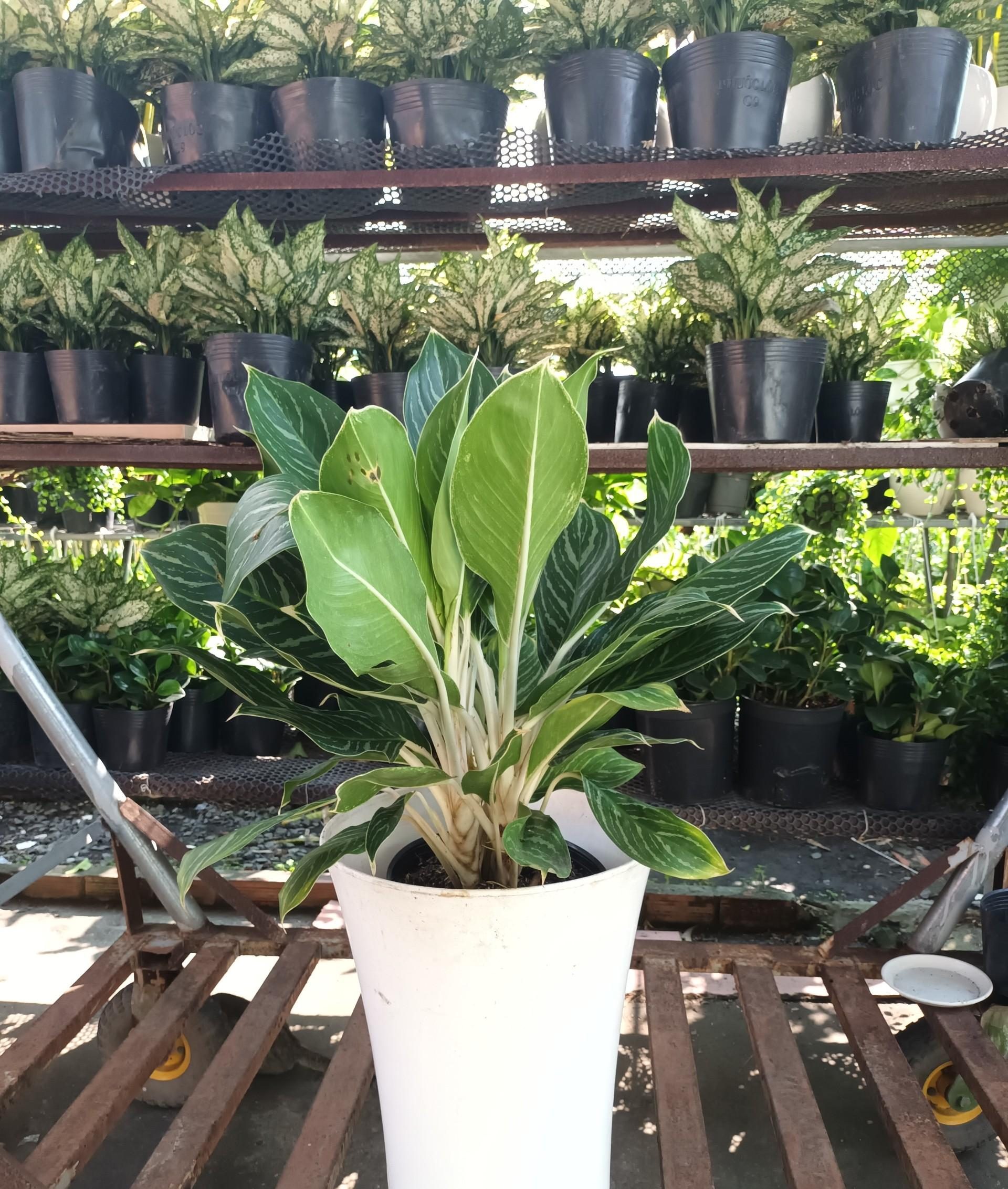 đơn vị cây xanh tại Gò Vấp