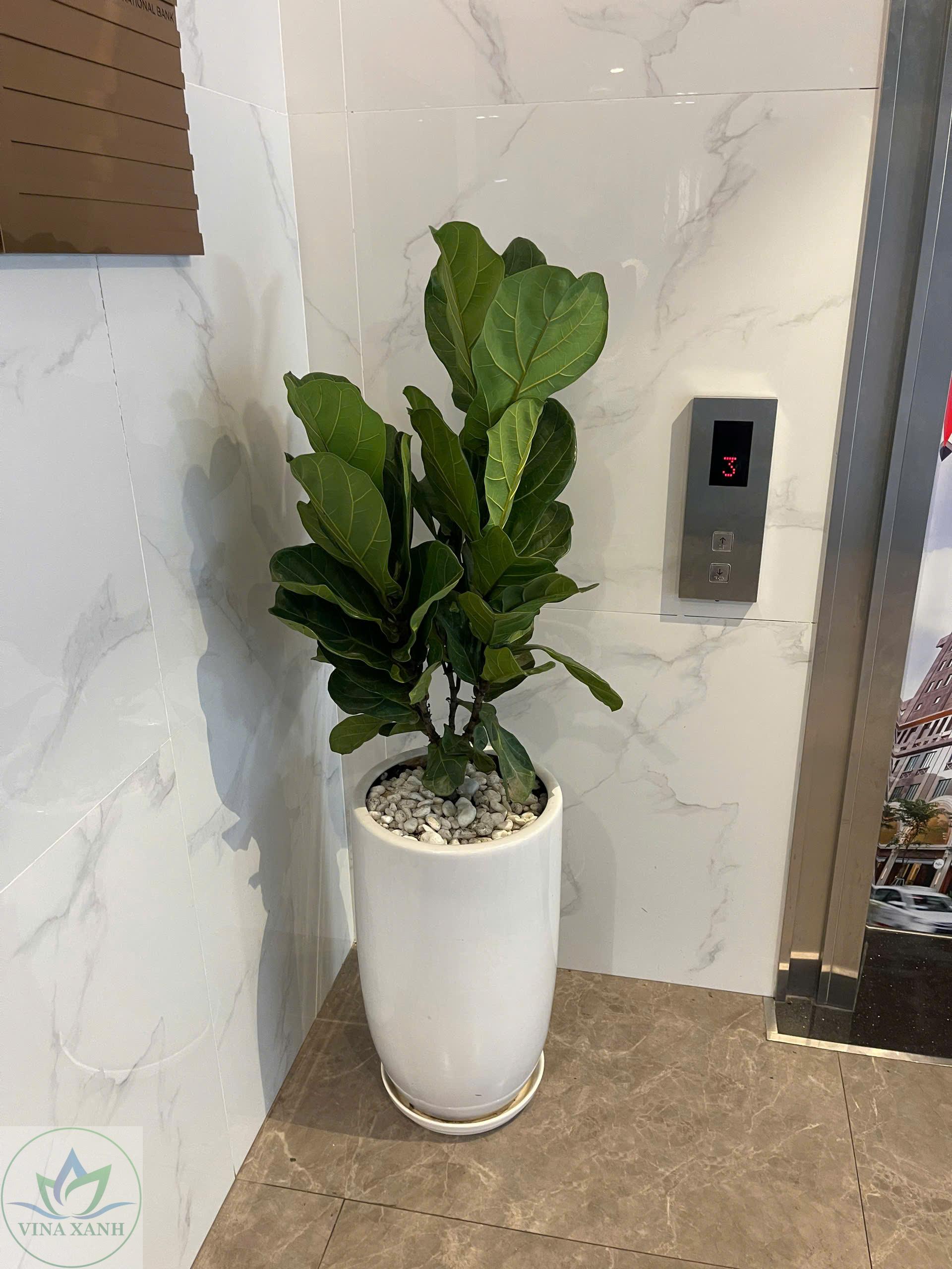 bang-sing-chau-su-trang